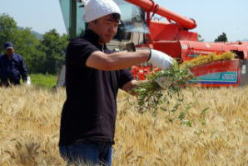 イチローズモルト　秩父の麦収穫　雑草取りをするイチロー社長