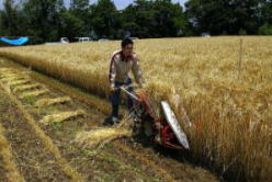 イチローズモルト秩父蒸留所　秩父の麦　収穫風景